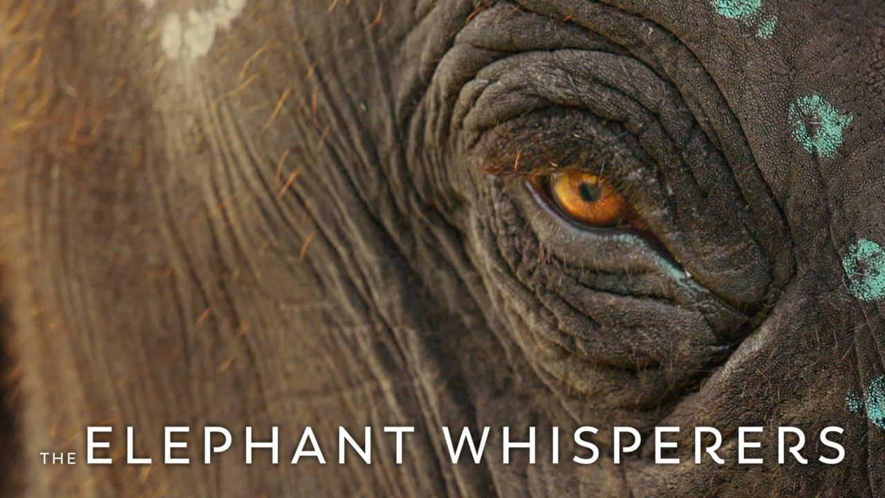 فيلم The Elephant Whisperers 2022 مترجم كامل HD