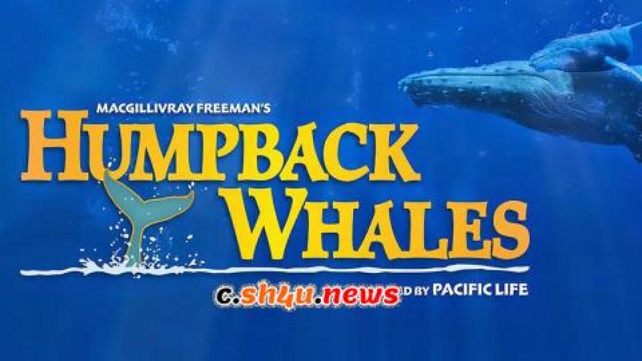 فيلم Humpback Whales 2015 مترجم - HD