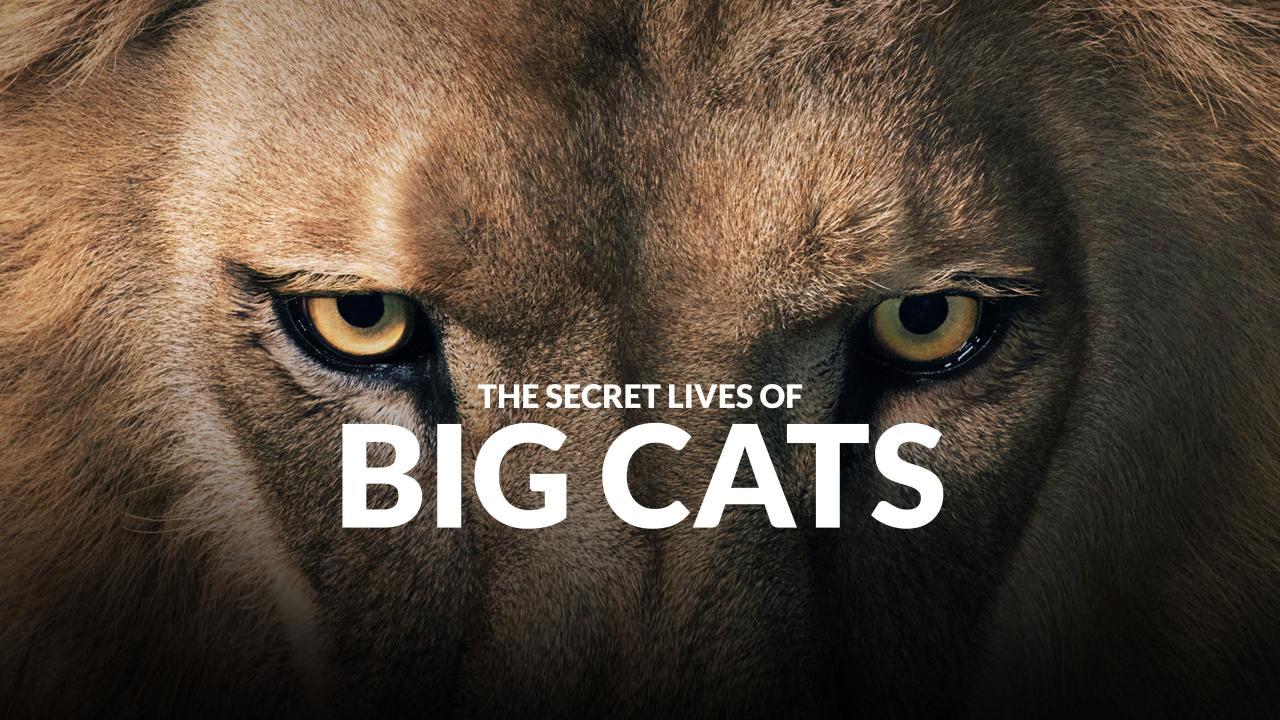 مسلسل Big Cats الموسم الاول الحلقة 3 الثالثة مترجمة والاخيرة