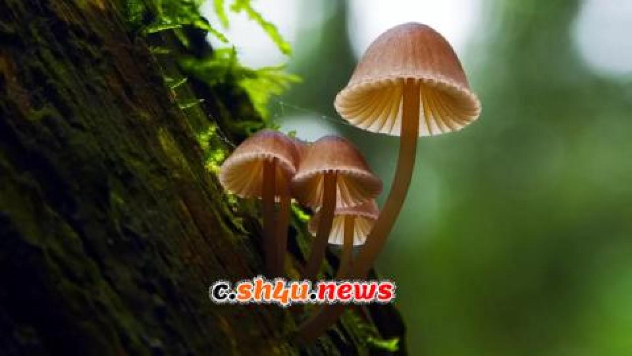 فيلم Fantastic Fungi 2019 مترجم - HD